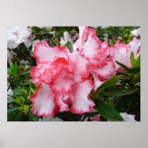Poster Double Azalées rouges et blanches Floral de printe