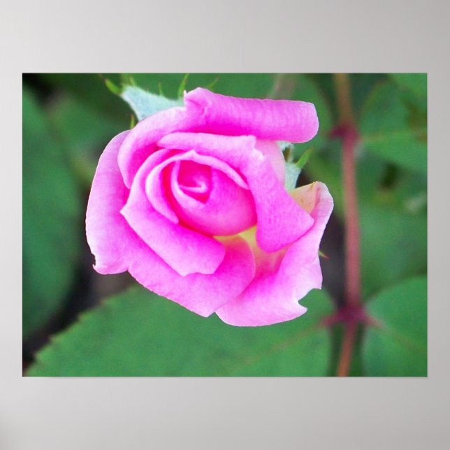 Poster Double bouton (rose) (Devant)