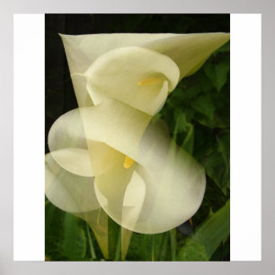 Poster Double exposition Calla Lily