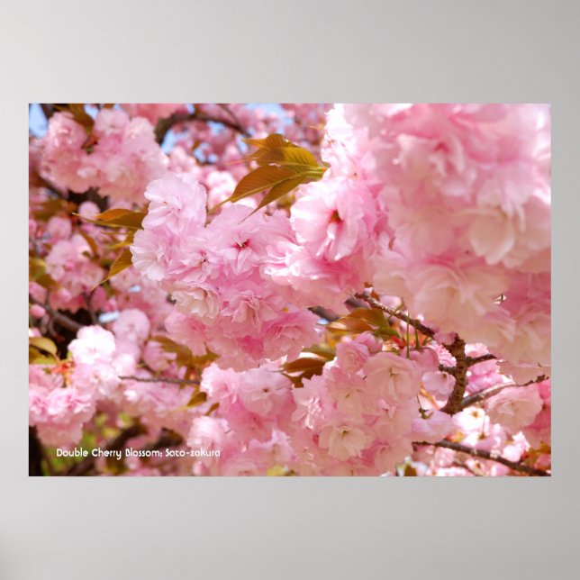 Poster Double floraison de cerisier (Devant)