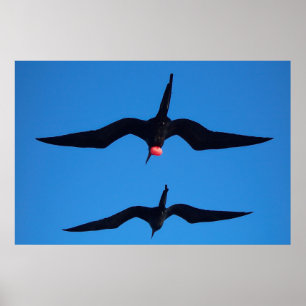 Poster Double Frégate