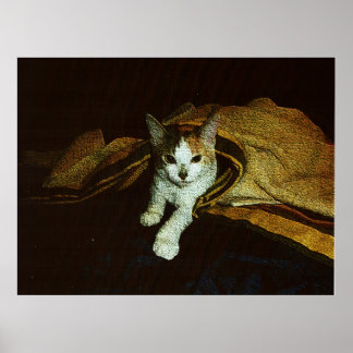 Poster Douce comme un petit chat