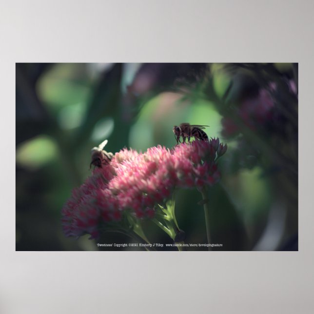 Poster Douceur (Devant)