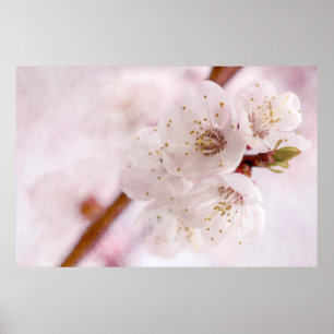 Poster Douceur Du Printemps