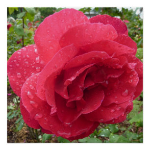 Poster Douche rose de destin d'amour de fleurs de fleur