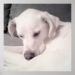 Poster Doux Sleepy Blanc Chien Gris