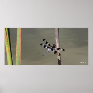Poster Douze Skimmer tacheté 1