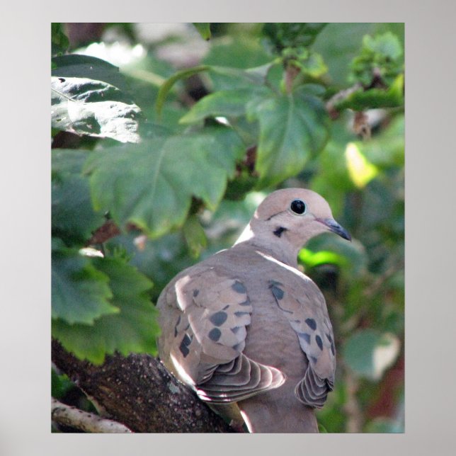 Poster Dove (Devant)