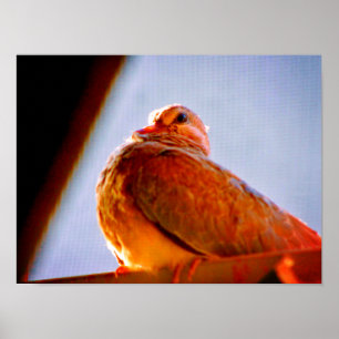 Poster Dove