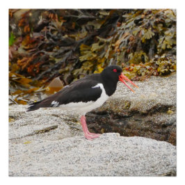 Poster d'Oystercatcher