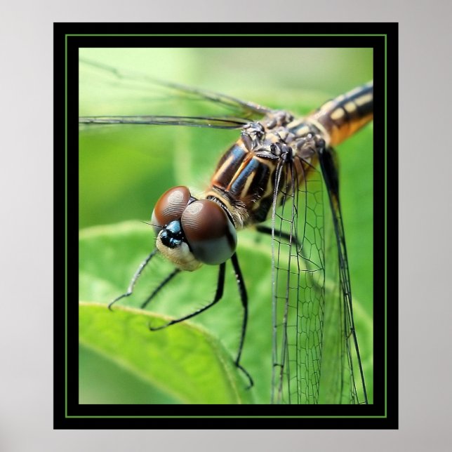 Poster Dragon (Devant)