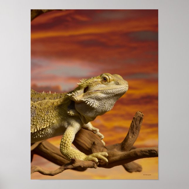 Poster Dragon à épaulettes (Pogona Vitticeps) sur branche (Devant)