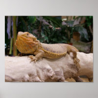 Dragon à tête