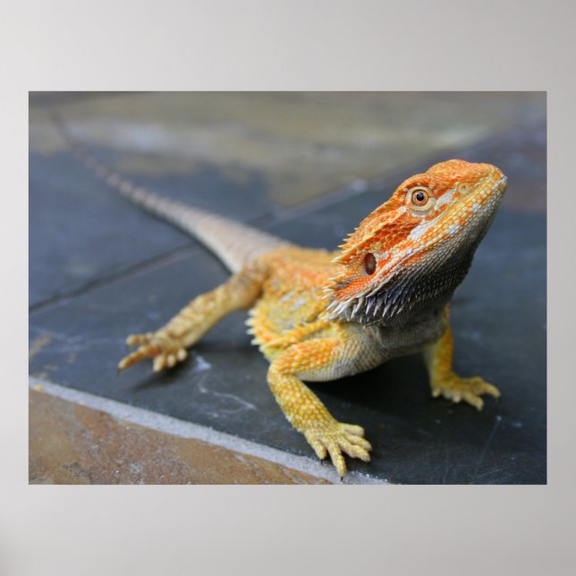 Poster Dragon arc-en-ciel (Devant)