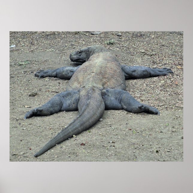 Poster Dragon au soleil (Devant)