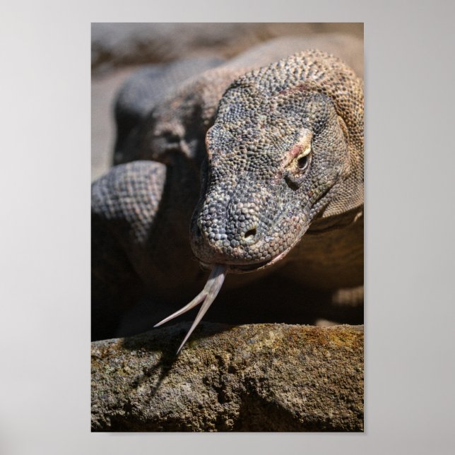 Poster Dragon de Komodo montrant sa langue fourrée (Devant)
