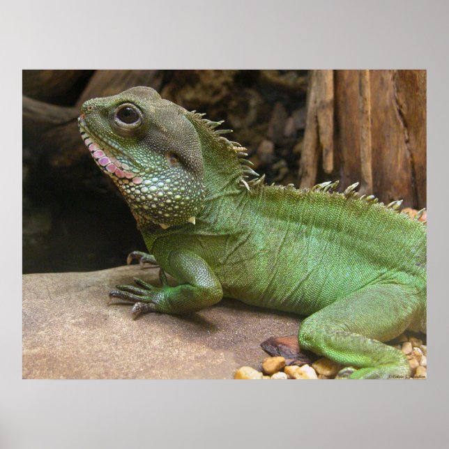 Poster Dragon d'eau (Devant)