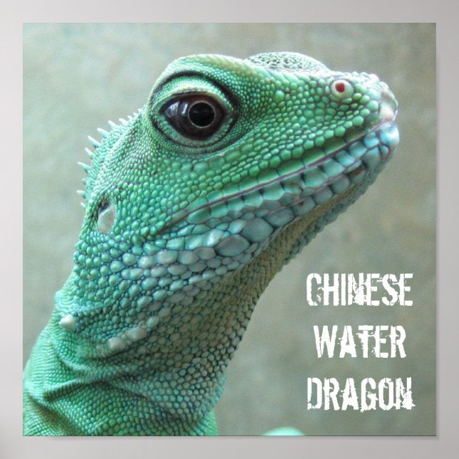Poster Dragon d'eau chinois (Devant)