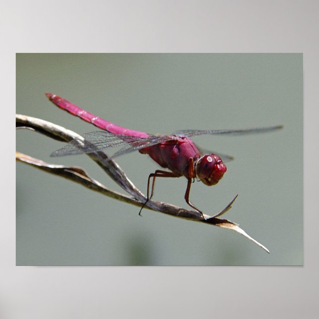Poster Dragon Fly (Devant)