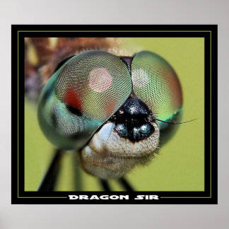 Poster Dragon Sir