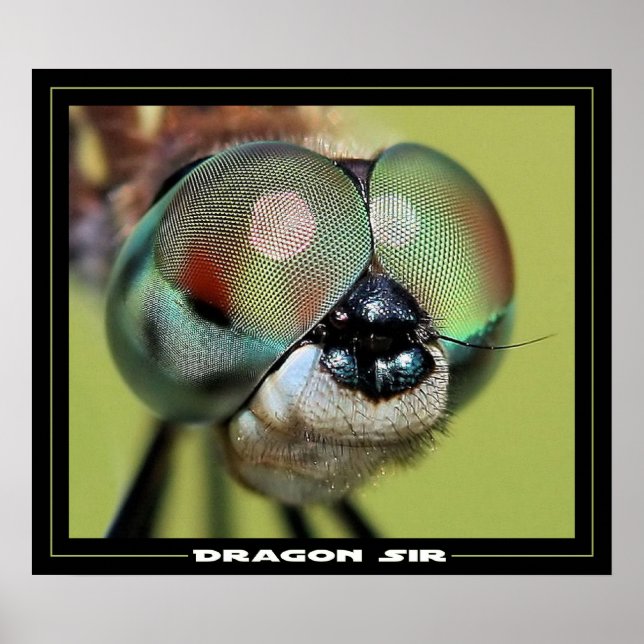 Poster Dragon Sir (Devant)