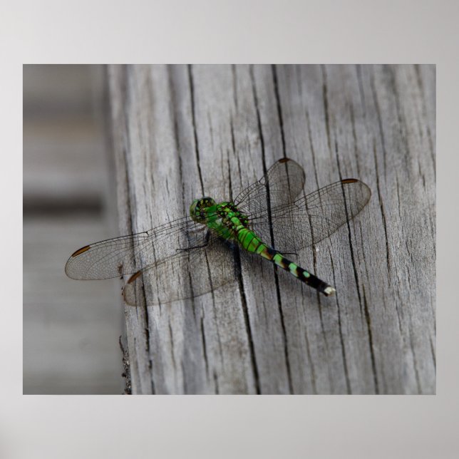 Poster Dragon Vert (Devant)