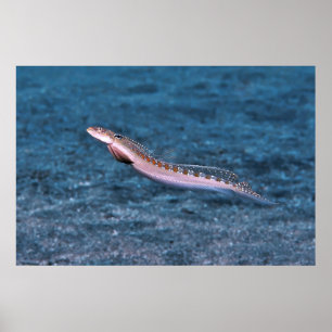 Poster Dragonet mince