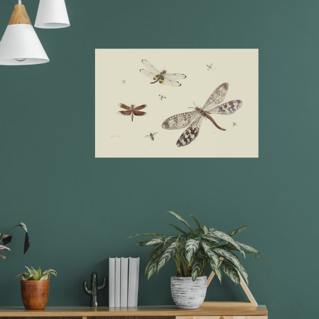 Poster Dragonflies 18th century art (Salon 1)