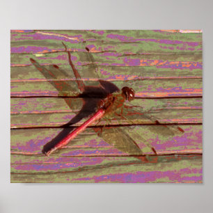 Poster Dragonfly
