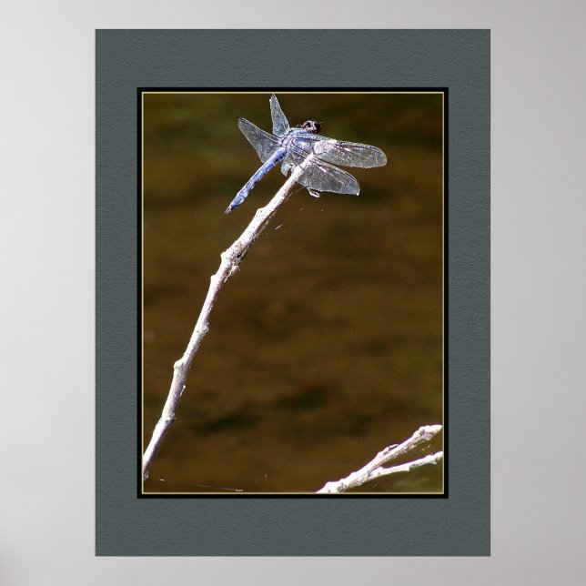 Poster Dragonfly (Devant)