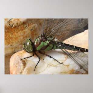 Poster Dragonfly au repos
