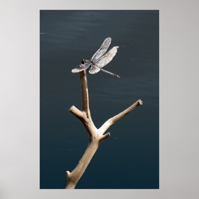Poster Dragonfly au repos (Devant)