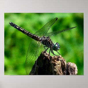 Poster Dragonfly Close Nature