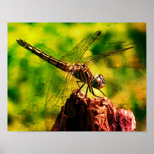 Poster Dragonfly Close Nature Distresse Art