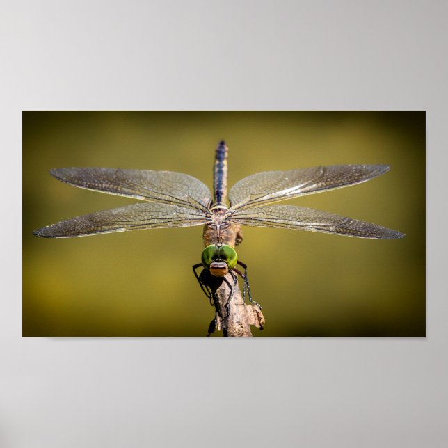 Poster Dragonfly en repos (Devant)