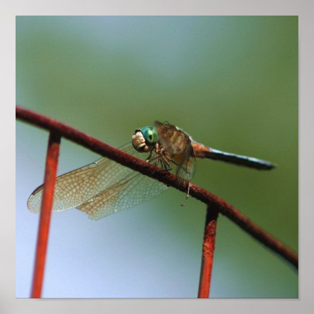 Poster Dragonfly On Wire Fence Close (Devant)