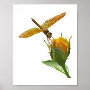 Poster Dragonfly orange sur Rosebud jaune