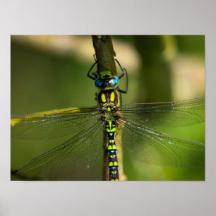 Poster Dragonfly - Photo Faune