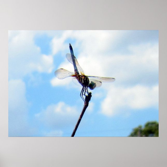 Poster Dragonfly ~ Préparer pour le décollage (Devant)