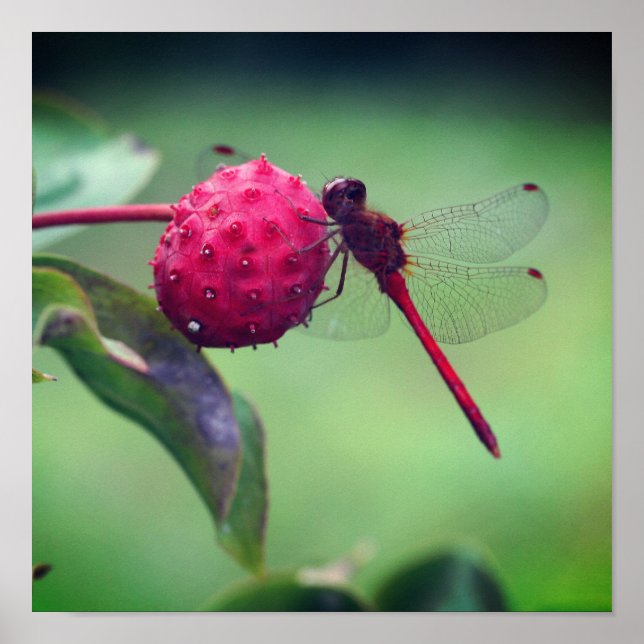 Poster Dragonfly rouge sur les fruits de bois de chien Fe (Devant)