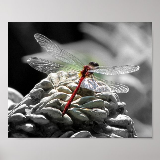 Poster Dragonfly rouge (Sympetrum vicinum) (Devant)