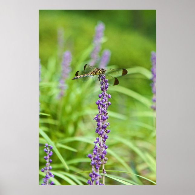 Poster Dragonfly sur une fleur (Devant)