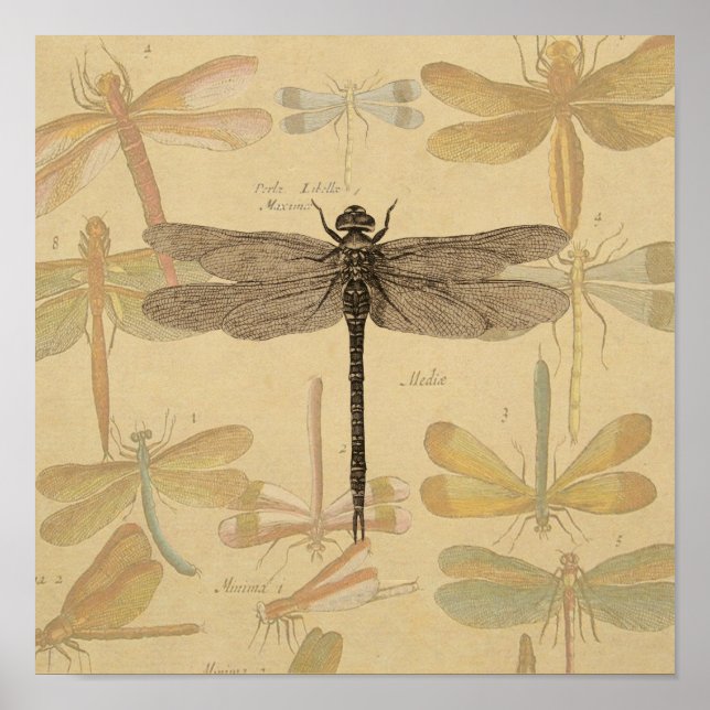Poster Dragonfly Vintage dessin classique (Devant)