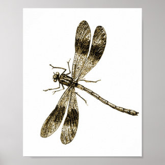 Poster Dragonfly vintage - Sepia