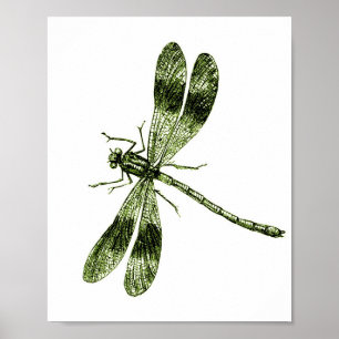 Poster Dragonfly vintage - Vert clair