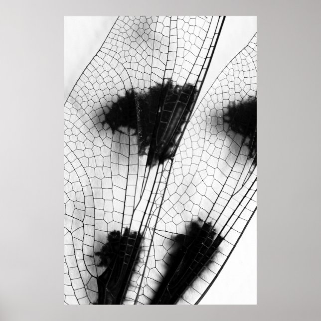 Poster Dragonfly Wings (Devant)
