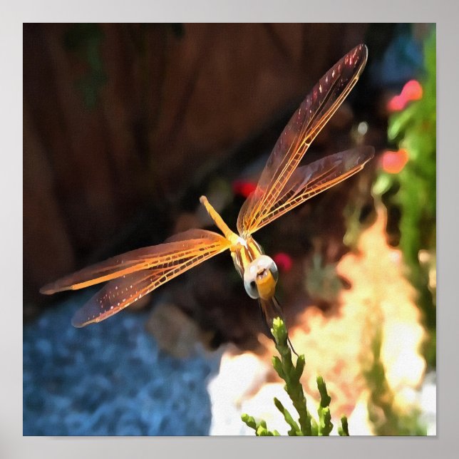 Poster Dragonfly With Sunlight Gilded Wings (Devant)