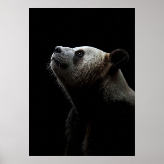 Poster Dramatic Giant Panda Portrait (Devant)