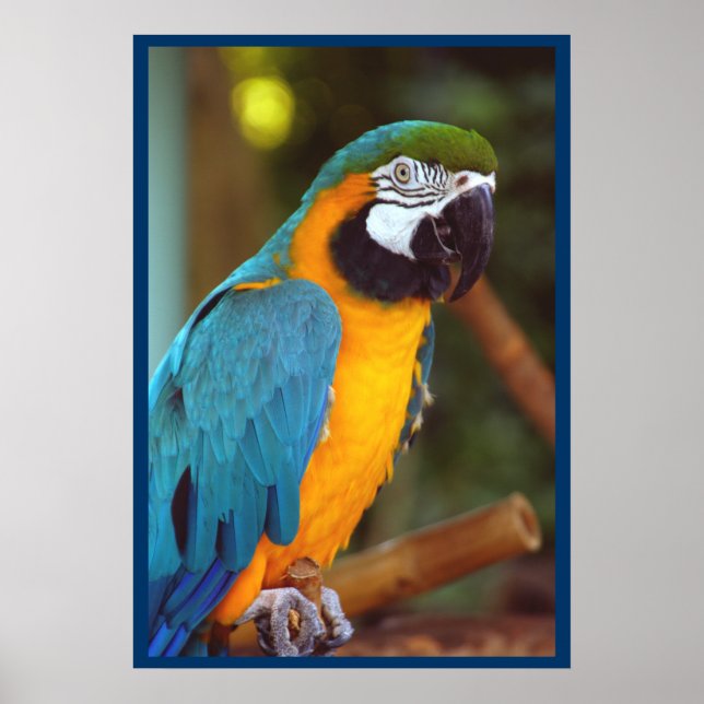 Poster Dramatique Macaw (Devant)