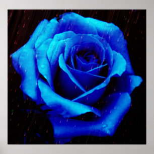 Poster Drame De L'Affiche Rose Bleu Imprimer